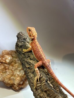 Agama bradatá - samce aj samice - 9