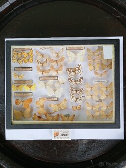 Krásna zbierka Motýľov 2 - 9