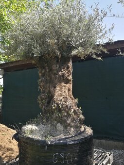 Olivovník bonsai - 9
