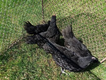 Australorp sliepky na predaj - 9