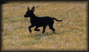 Mexický naháč miniatúrny- mini xolo s PP - 9