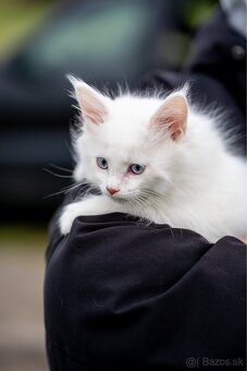 Mačiatka maine coon - 9
