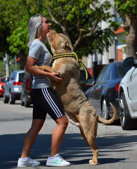American bully xl, pitbull xxl merle tricolor k odberu - 9