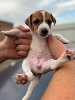 Jack Russel Terrier čistokrvné šteniatka - 9