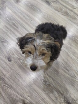 Yorkshirsky teriér - 9