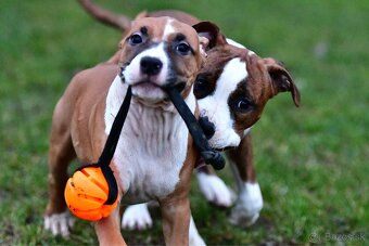 Americký stafordšírsky teriér s pp - 9