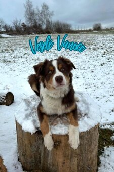 Border kólia - hnedo biely pes s pálením - 9