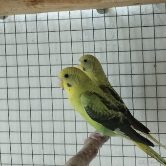 Andulky ciernokrídle blackwing - 9