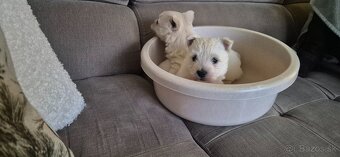 Predam Westika fenku - 9