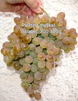 Sadenice viniča, vinič, hrozno - 9