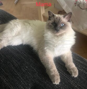 Ragdoll mačiatka bez PP - 9
