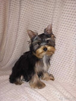 York, Yorkshire, Yorkshirsky terier, mini yorkshire samec - 9