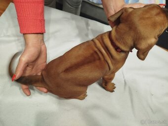 RHODESIAN RIDGEBACK - 9