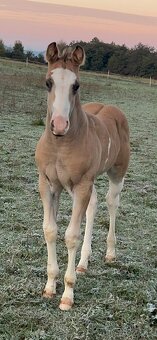 Zrebcek Aph   Buckskin overo/sabino - 9