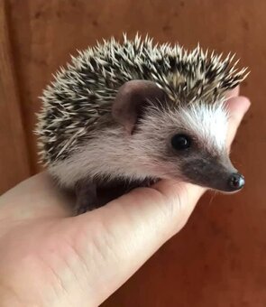 Ježko africký bielobruchý-samička - 9