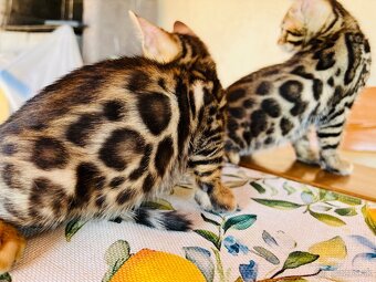 Bengalske mačiatka, bengalska mačka s Rodokmeňom - 9