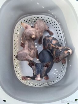 Sphynx - 9