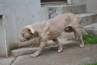 American bully - 9