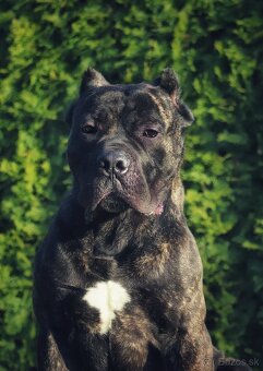 Cane corso - 9