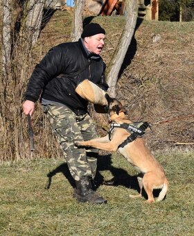 Belgický ovčiak Malinois s PP - 9