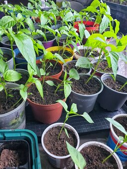 Extra štipľavé chilli - 9