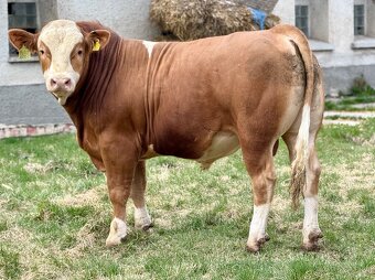 Plemenné býky - 9