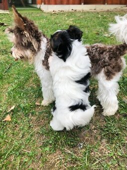 Predám Yorkshire Biwer Terrier - 9