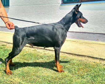 KUPIROVANÉ ŠTENIATKA DOBERMANA S PP FCI - 9