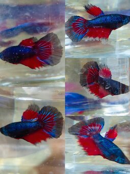 Betta Splendens - Bojovnica Pestrá. - 9