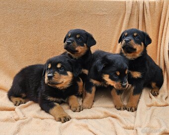 Rotvajler,rotveiler,rotvailer,rotwailer,rotweiler na predaj. - 9
