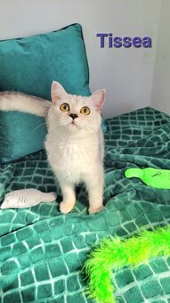 Škótske mačiatka s PP/F.TICA 27 - 9