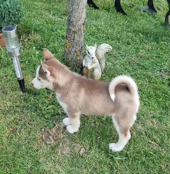 Šteniatka Sibirsky Husky - 9