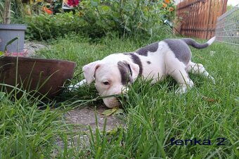 Americký stafordsirsky terier, american bully XL - 9
