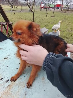 Predám spic nemecky - 9