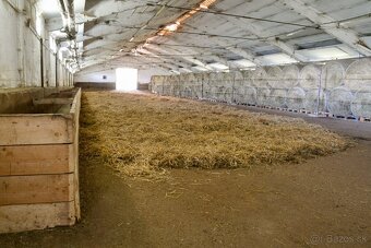 Voľné miesto na ustajnenie – prirodzené podmienky, veľký výb - 9