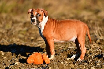 Psík Americký stafordšírsky teriér s pp - 9