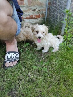 Maltipoo (malteze +Pudel = maltipoo) - 9