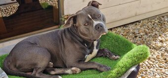 Americký stafordšírsky terier - krytie - 9