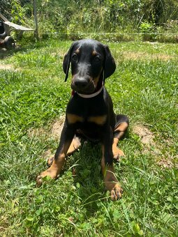 Doberman šteniatka - 9