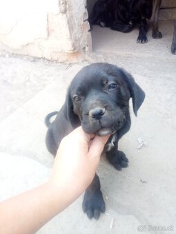 Cane corso - 9
