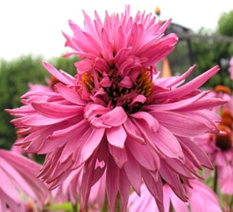 Echinacea-rôzne farby - 9