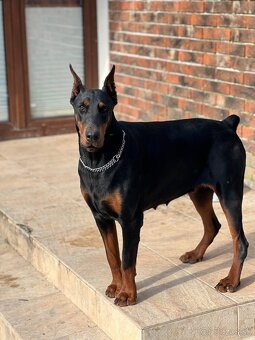 Doberman šteniatka - 9