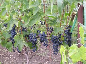 Sadenice viniča - 9