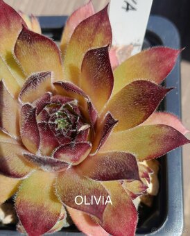 Skalné ruže - sempervivum - 9