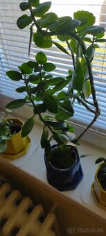 izbové rastliny - 9