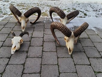Trofeje muflonov - 9