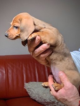 Jezevčík trpasličí merle - 9