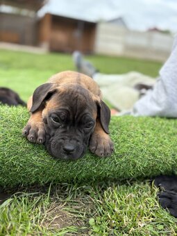 Cane Corso s PP - 9