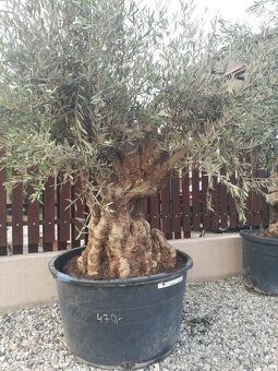 Olivovnik bonsai - 9