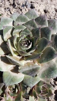 KYBLE,VEDRA,Bandasky - 9